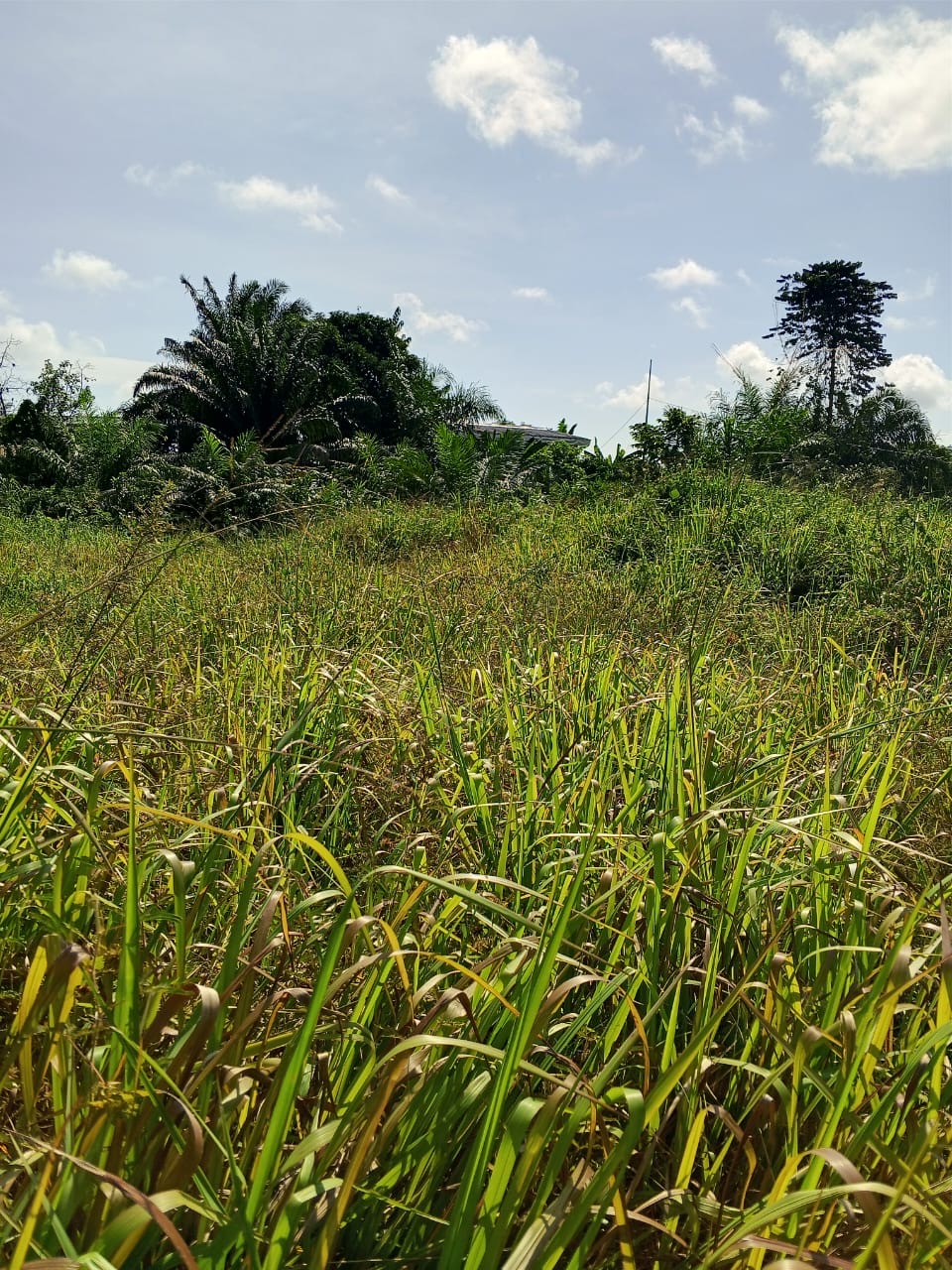 TERRAIN / VENTE 