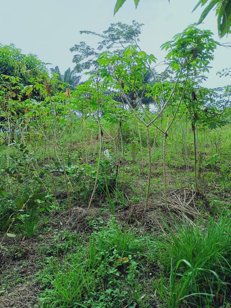 TERRAIN / VENTE 