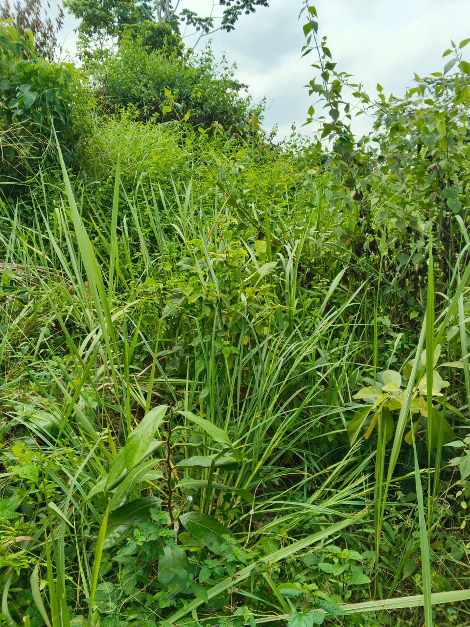 TERRAIN / VENTE 