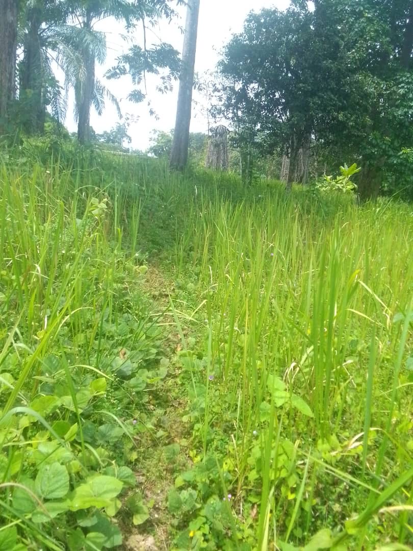 TERRAIN / VENTE 