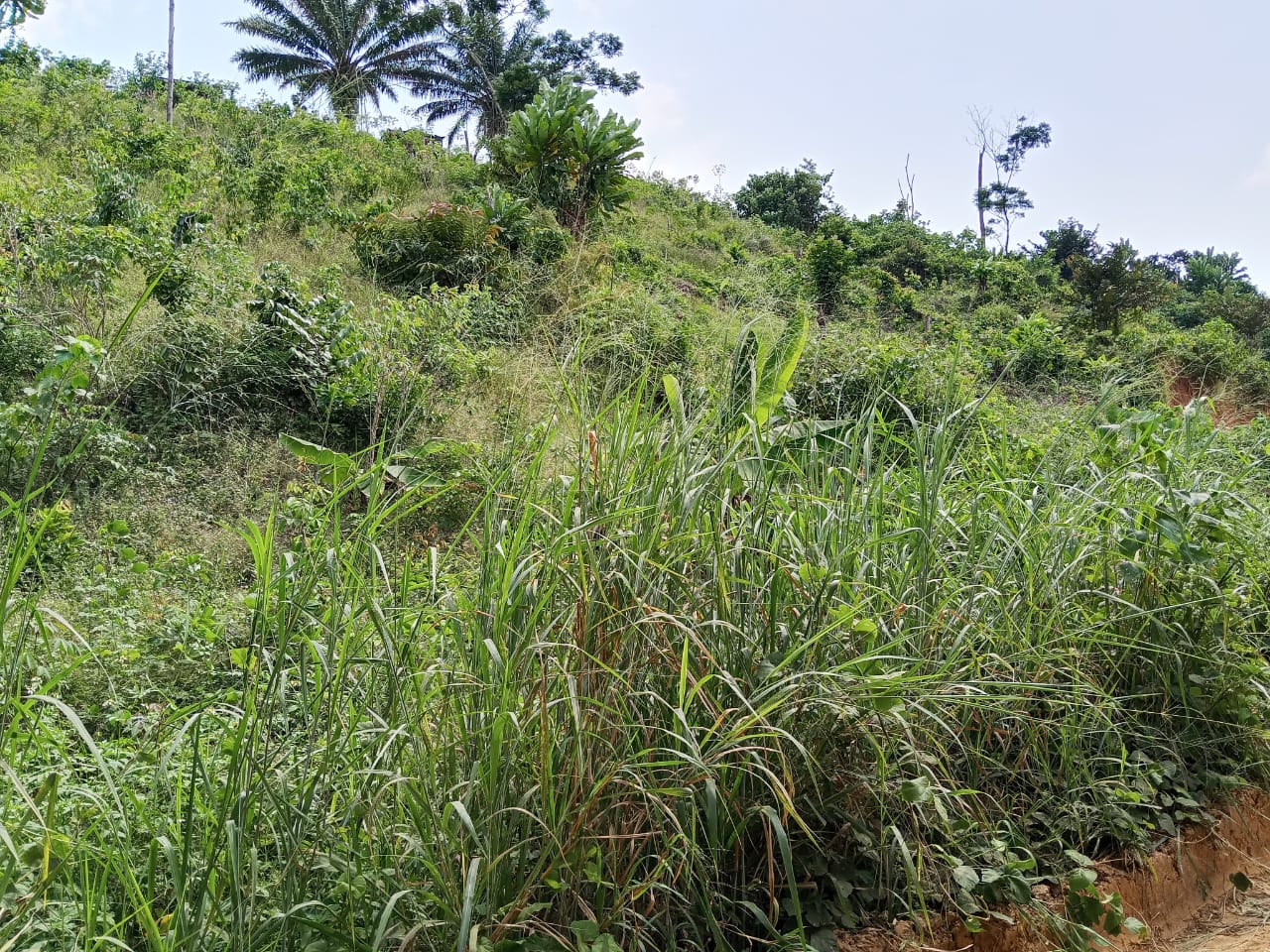 TERRAIN A VENDRE 