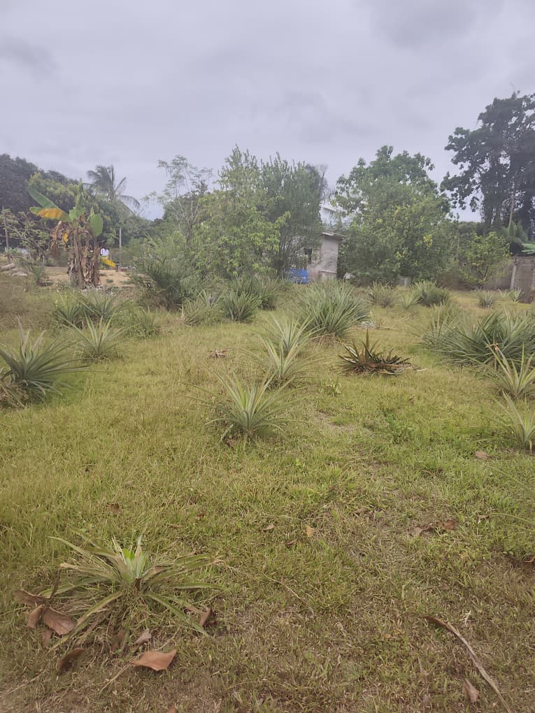 TERRAIN A VENDRE
